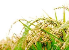 磷酸二氢钾如何在水稻上使用